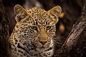 133 Zuid-Afrika, Sabi Sand Game Reserve, luipaard
